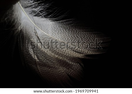 Delicate feathers of a water bird against a dark background