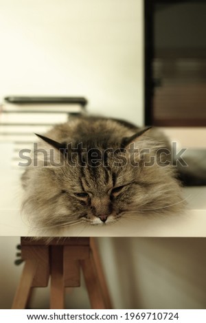 A lovely cat lying on white table in comfortable home.