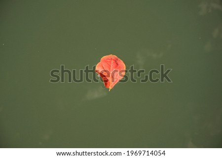 Solitary orange leaf floating in the calm waters of a river in full sun. Horizontal photography. Copy space.
