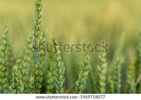 Green wheat field in countryside, close up. Field of wheat blowi