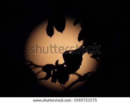 silhouette of leaves with blurred full moon as background