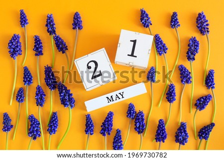 Calendar for May 21: cubes with the number 21, the name of the month of May in English, scattered flowers of blue muscari on a yellow background, top view