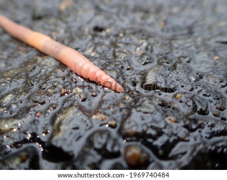 an earthworm on wet asphalt