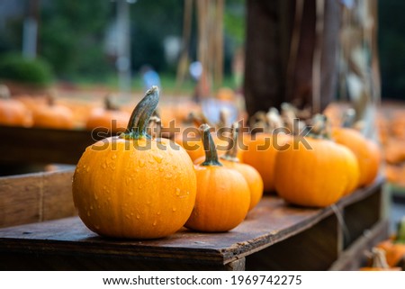 Pumpkins await their selection at a pumpkin patch