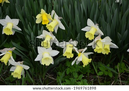 Bright narcissus flowers, close up.Close up view of beautiful yellow narcissus flowers
