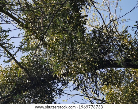 An old tree full of mistletoe.