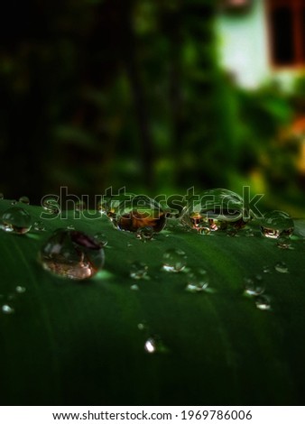 close-up photo of raindrops on leaves