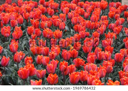 Orange and pink single triumph tulip 'Princess Irene' in flower Royalty-Free Stock Photo #1969786432
