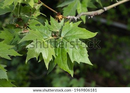 plane tree, green leaves and branches