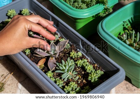 Succulent plant close up with a woman's hand gardening and caring for it.