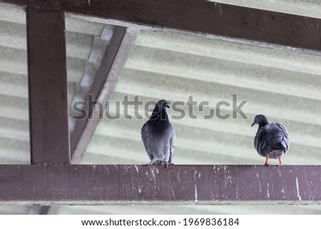 The pattern pigeon on steel pole