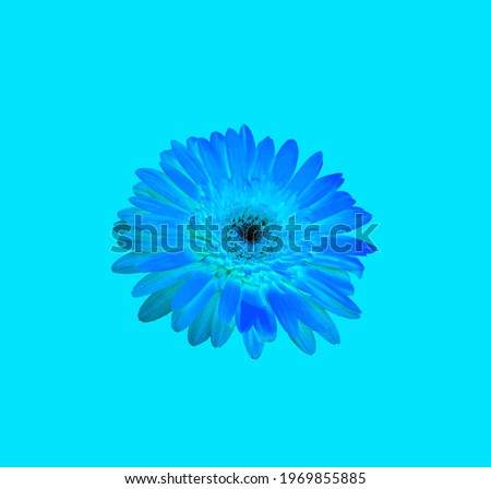 Design a single high quality blue gerbera daisy flower isolated on light cyan background for stock photo or illustration, spring floral, flat lay, topveiw