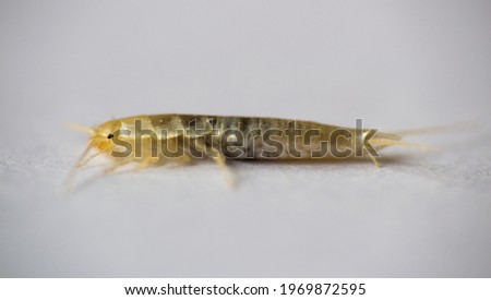 Macro photo Silverfish animal, lepisma saccharina on white background. Common house pest