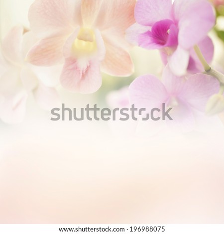 Sweet color orchid in soft color and blur style for background Royalty-Free Stock Photo #196988075