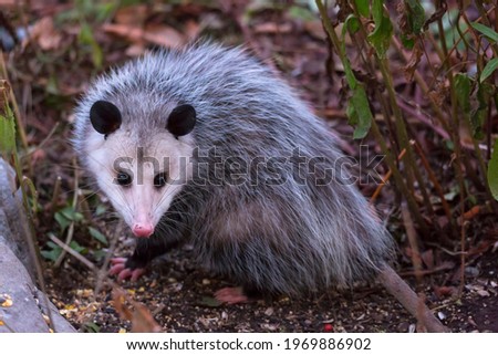 Scavenging Opossum at Dusk (Lake Ontario)