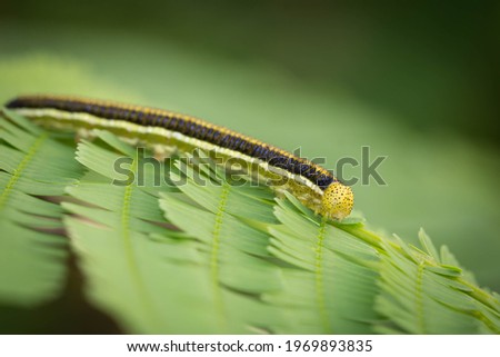 Caterpillar eating leaves in the park against a blurred background.
