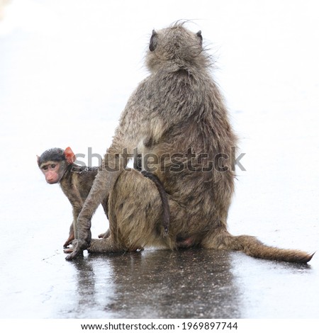 Baby chacma baboon being taken across a wet road by adult in high key effect, Kruger National Park, South Africa