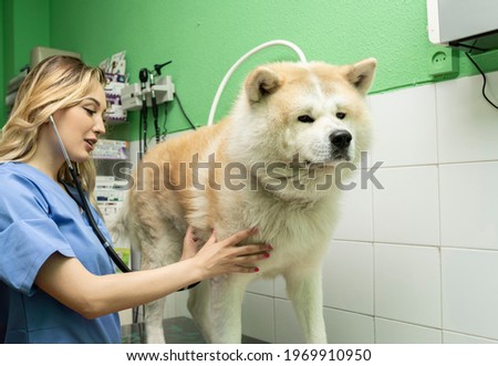Pretty veterinarian taking care of an akita inu dog that is sick, at the vet