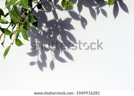 Abstract shadow wall texture. Leave shadow and branch background on gray concrete. Natural shadow art on the wall blur background. Royalty-Free Stock Photo #1969916281