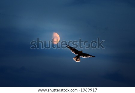 Hunt by The Moon with Birds of Prays impressive wingspan lite by the Moon