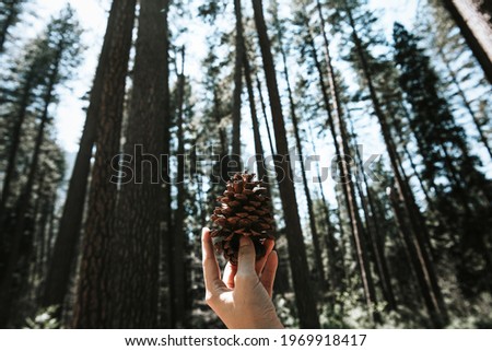 Man holding a pinecone in Yosemite National Park, USA