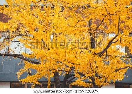 Golden leaves of ginkgo trees at autumn in Osaka , Japan.