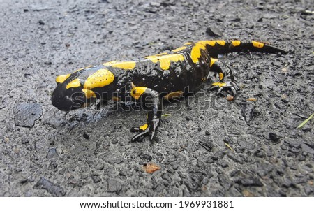 salamander are sitting on the ground 