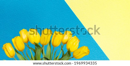 Blue background with yellow tulips. Postcard, festive plain background with wonderful decor. Card with copy space for text.