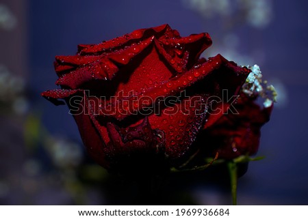 Red rose with water droplets on a blue background
