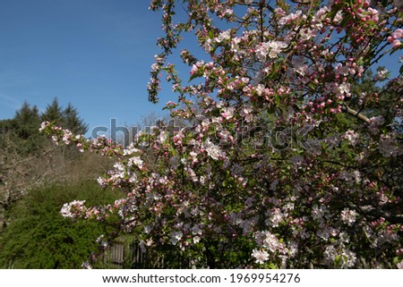 Spring Flowering Pink Blossom on a Crab Apple Tree (Malus x robusta 'Red Sentinel') Growing in a Garden with a Bright Blue Sky Background in Rural Devon, England, UK Royalty-Free Stock Photo #1969954276