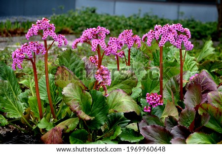 
Bergenia rotblum is a deep pink flowering bergenia variety with almost round leaves. They are dark olive green with a burgundy touch in season and bronze red to burgundy from autumn to spring.  Royalty-Free Stock Photo #1969960648
