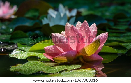 Pink water lily or lotus flower Perry's Orange Sunset in garden pond. Close-up of Nymphaea with water drops reflected on green water against sun. Flower landscape with copy space. Selective focus Royalty-Free Stock Photo #1969983316
