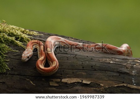 A Corn snake (Pantherophis guttatus or Elaphe guttata) hunting a mouse. A red, orange and yellow Corn snake on the wood with a brown wood in the background. Royalty-Free Stock Photo #1969987339