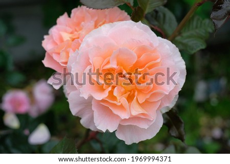 pink rose in full blooming