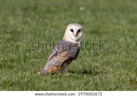 a picture of a beautiful barn owl