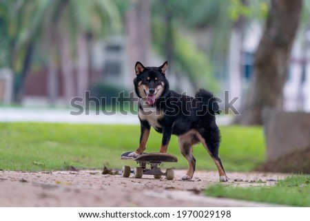 Shiba Inu dog playing skateboard in the park. Japanese dog trying to ride on a skateboard.