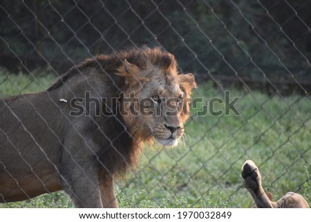 beautiful male Asiatic lion Panthera leo leo in jungle forest looking standing