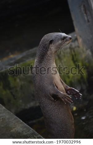 beautiful Smooth coated otter Lutrogale perspicillata in water 