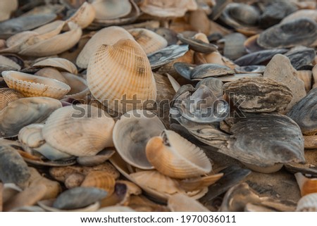 multicolored river seashells lie chaotically on the sand next to the sea. Macro photography. Close-up background concept, copy space.