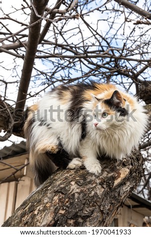A beautiful adult long hair black white and red cat with big blue eyes scrambles on a tree