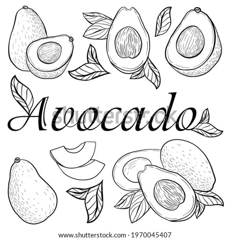graphic image on a white background of whole avocado fruits, halves of avocado fruits, leaves, slices Royalty-Free Stock Photo #1970045407