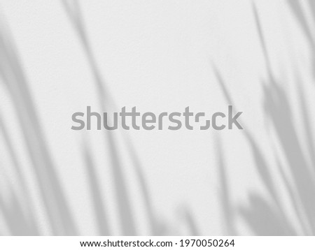 abstract shadow of palm leaf on white wall background