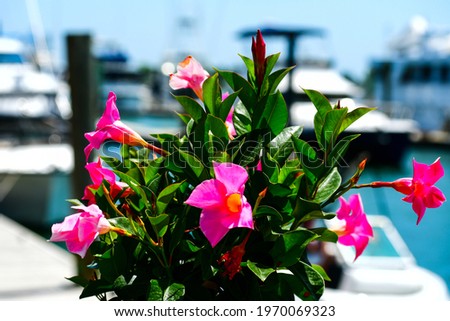 Beautiful Pink Dipladenia Mandevilla Rocktrumpet Flowers on the Beaufort, North Carolina Boardwalk with Yachts and Boats in the Background 