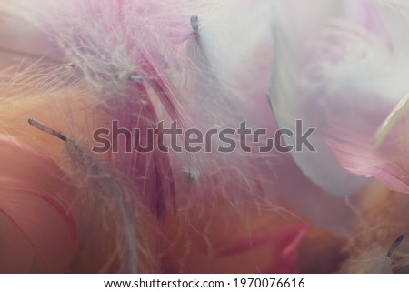 Colorful feathers On a white background