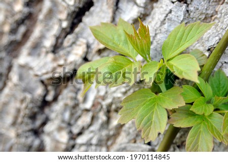 green leaves in the right bottom corner of the picture on the wooden background