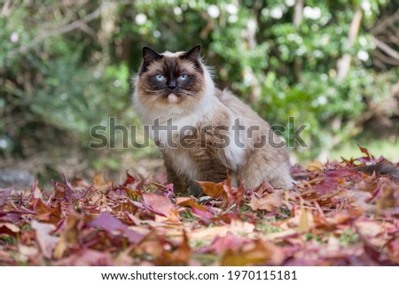 Handsome seal point ragdoll cat sitting in a park with autumn leaves looking towards the camera Royalty-Free Stock Photo #1970115181