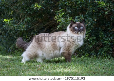 Regal ragdoll cat in a park looking off to the side with soft lighting Royalty-Free Stock Photo #1970115193