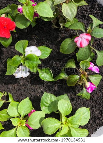 Balsam seedlings.  Young flowers in assortment.