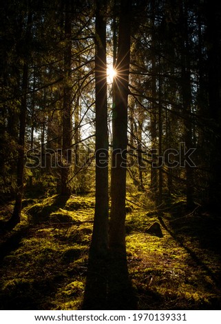 Two trees in old forest with back light 