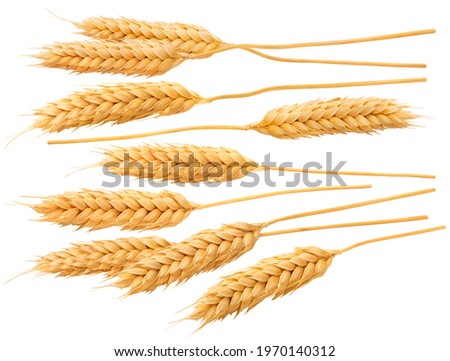 Single wheat ears set isolated on white background. Package design element with clipping path Royalty-Free Stock Photo #1970140312